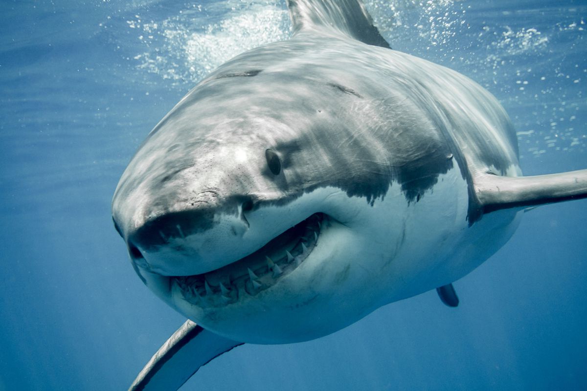 Great White