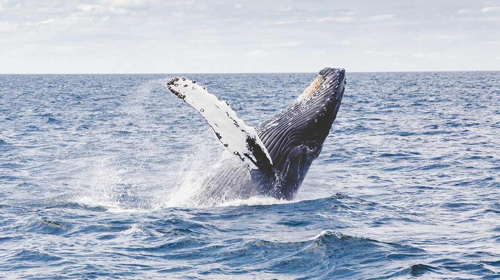 The-Ultimate-Guide-to-Whale-Watching-in-Hermanus