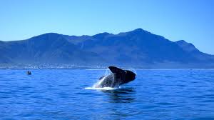 Whale Jumping