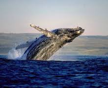 Whale breaching