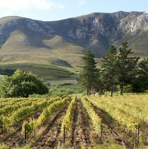 Wine tasting