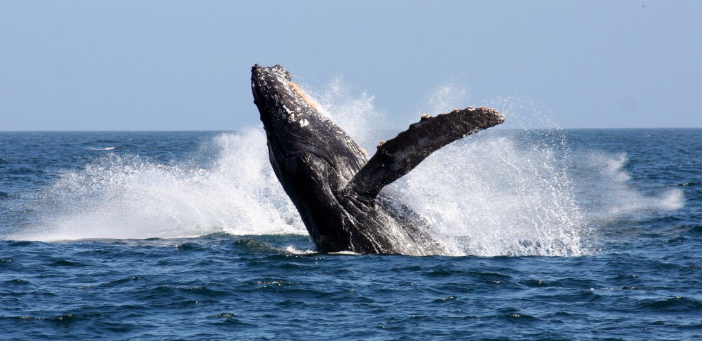 a-humpback-whale-breaching-in-false-bay