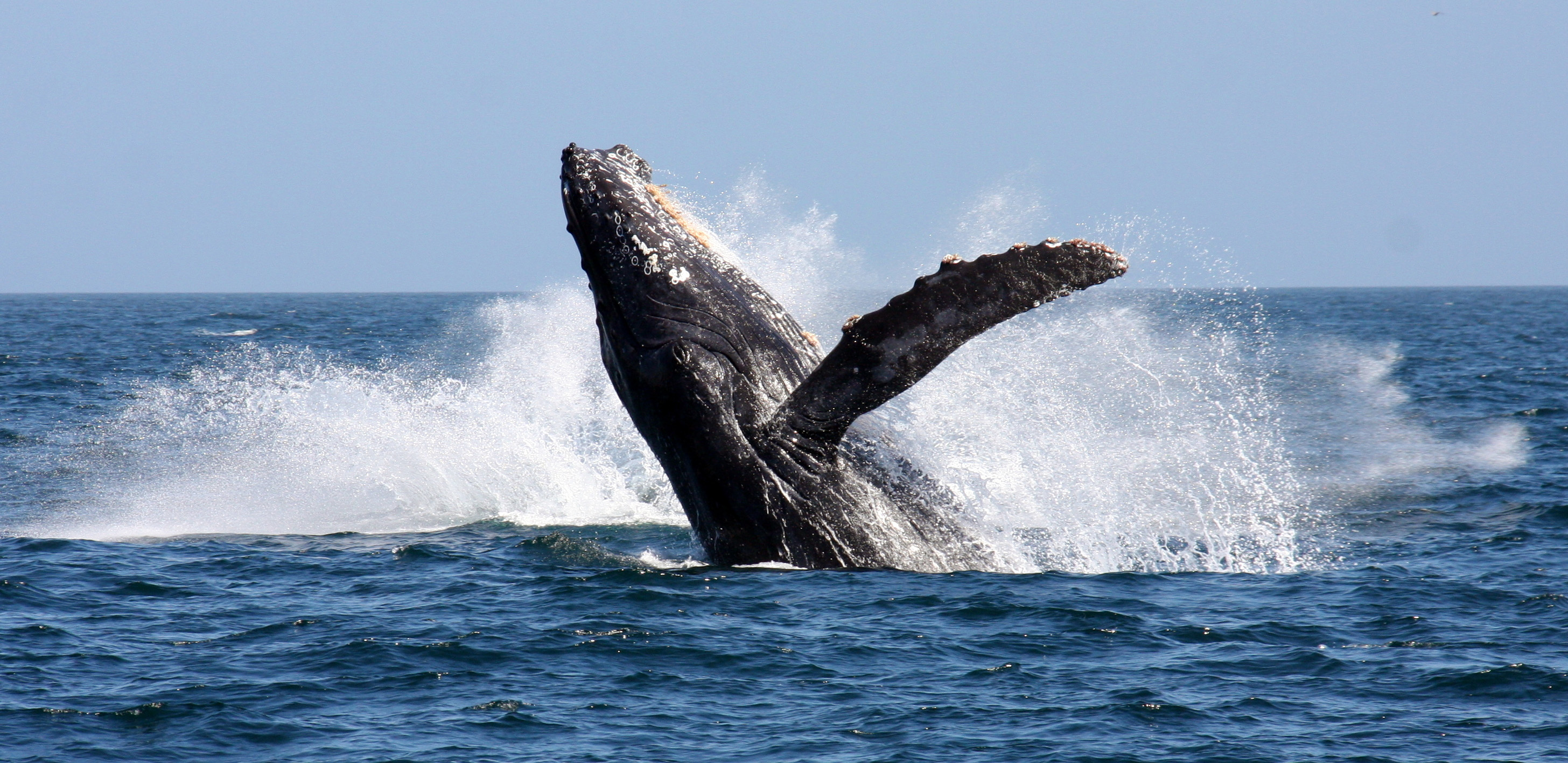 a-humpback-whale-breaching-in-false-bay
